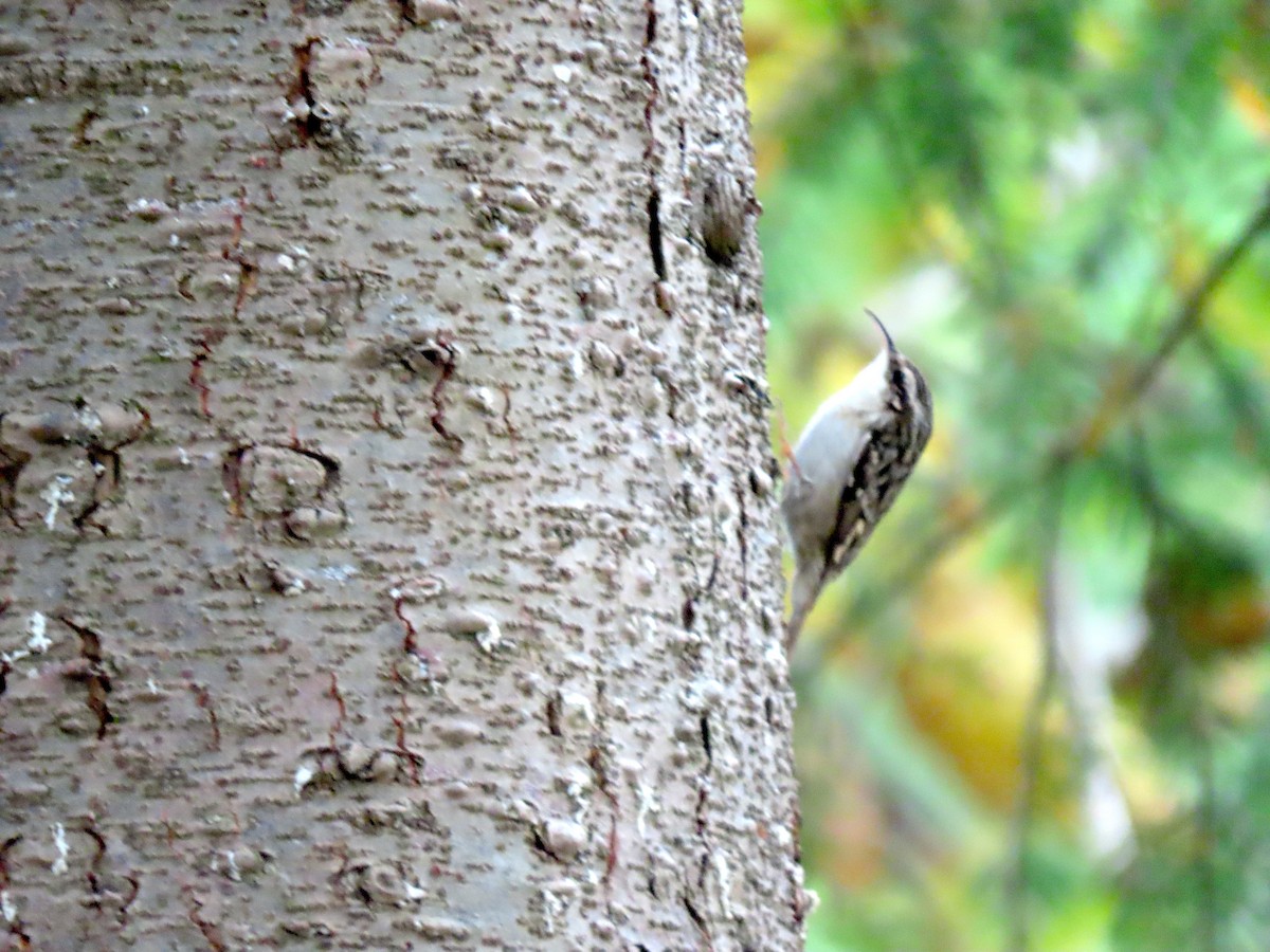 Short-toed Treecreeper - ML647087565