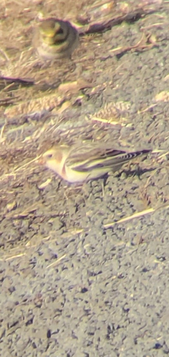 Snow Bunting - ML647087566