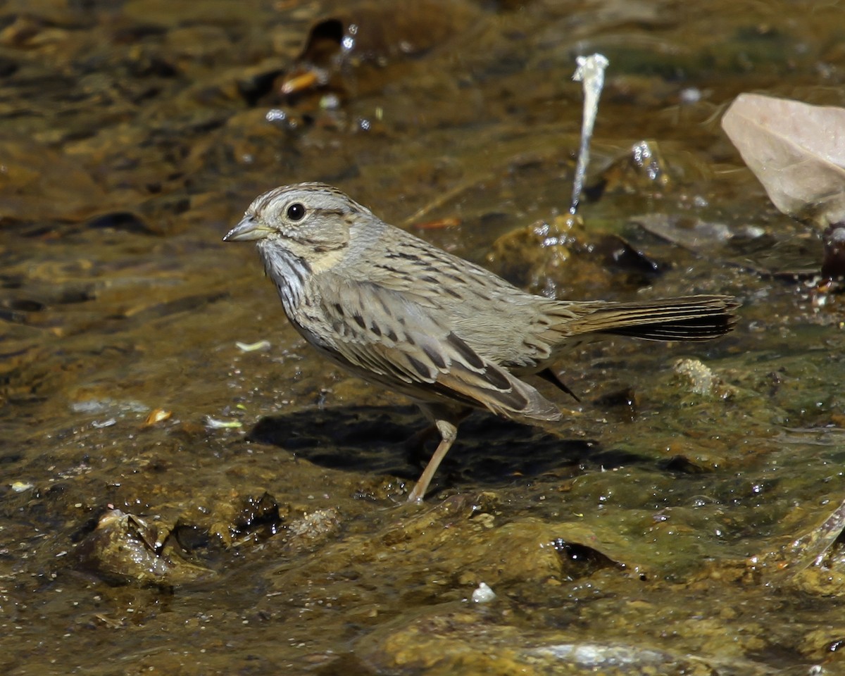 Lincoln's Sparrow - ML647087581