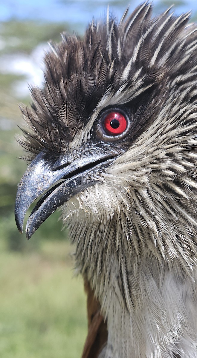 White-browed Coucal - ML647087596