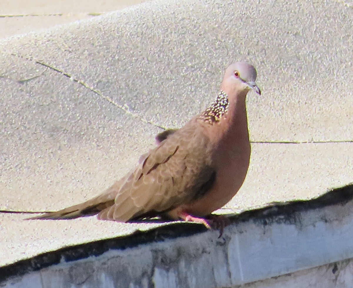 Spotted Dove - ML647087597