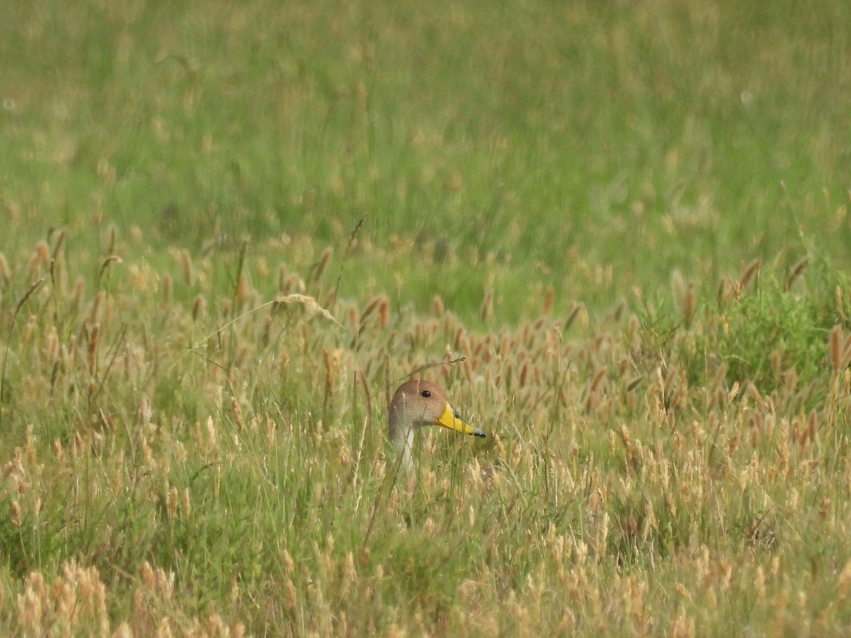 Yellow-billed Pintail - ML647087603