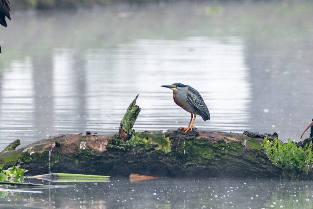 Black-crowned Night Heron - ML647087604
