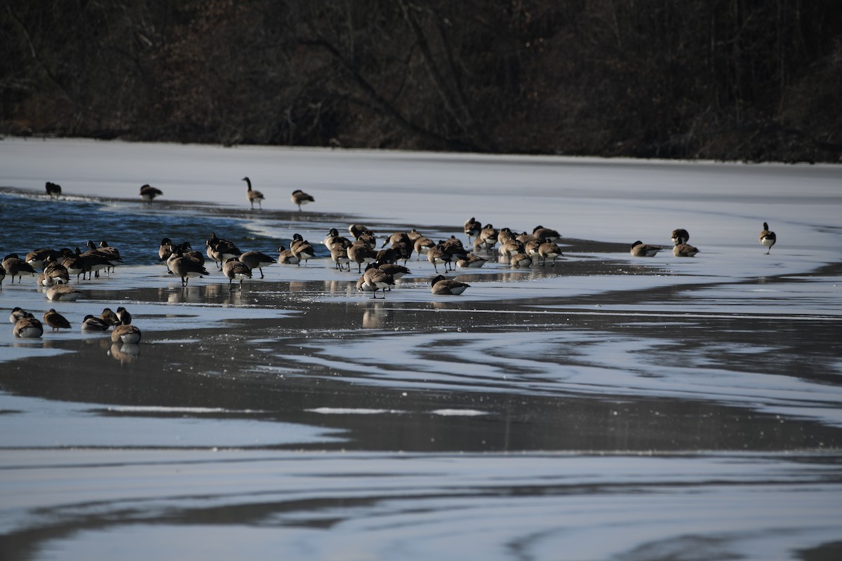 Canada Goose - ML647087612