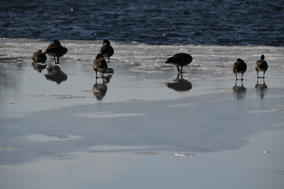Canada Goose - ML647087613