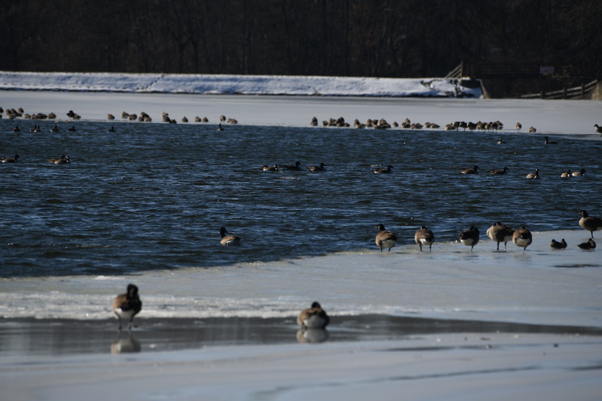 Canada Goose - ML647087615