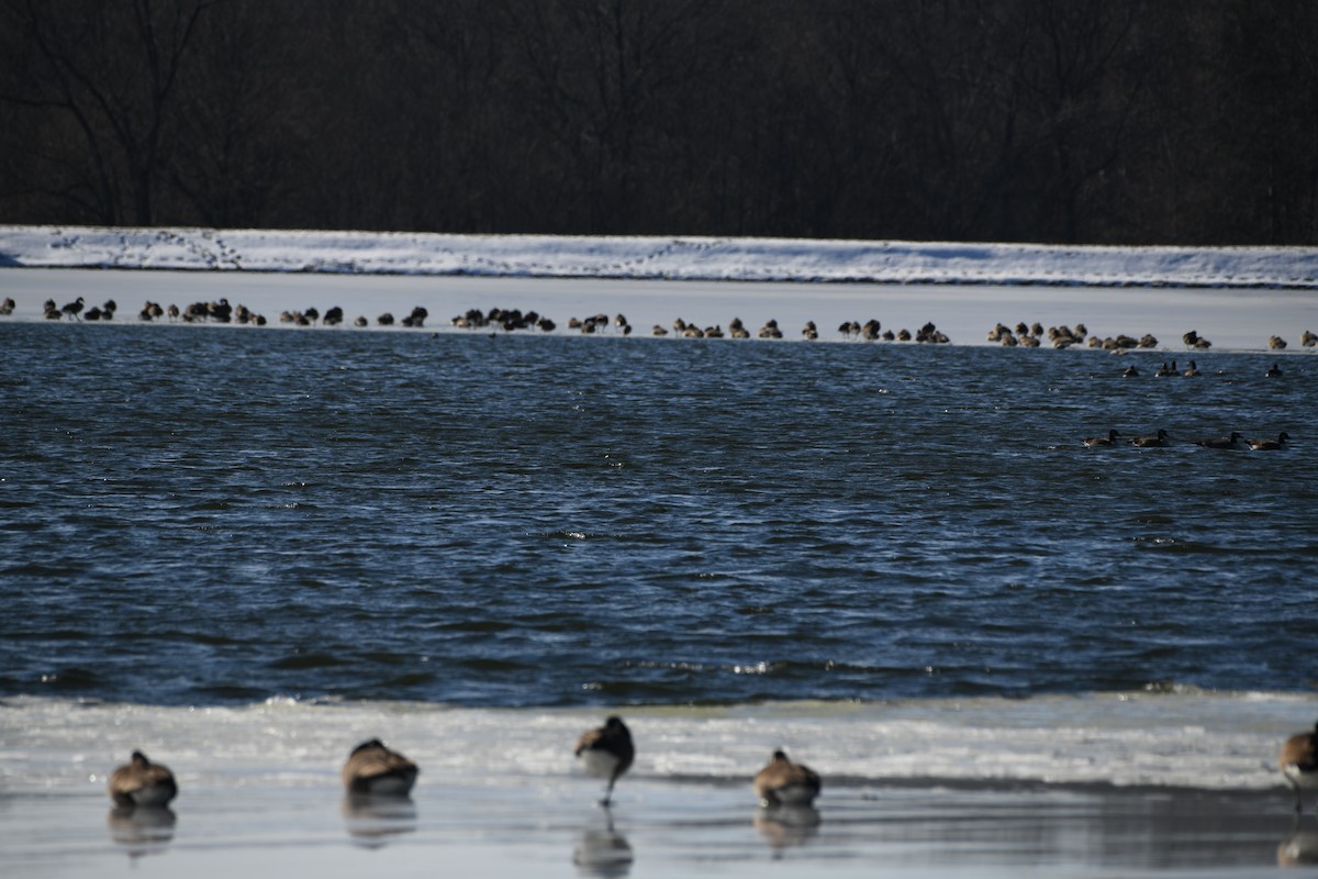 Canada Goose - ML647087617