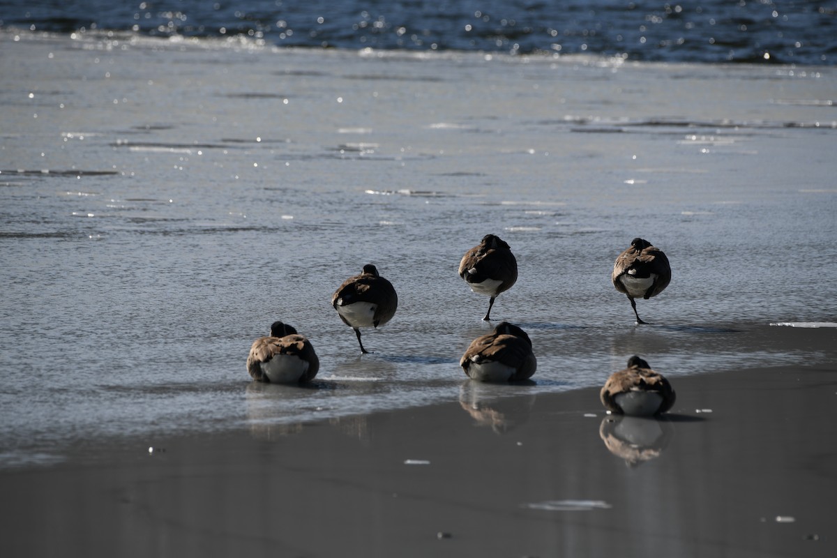 Canada Goose - ML647087619