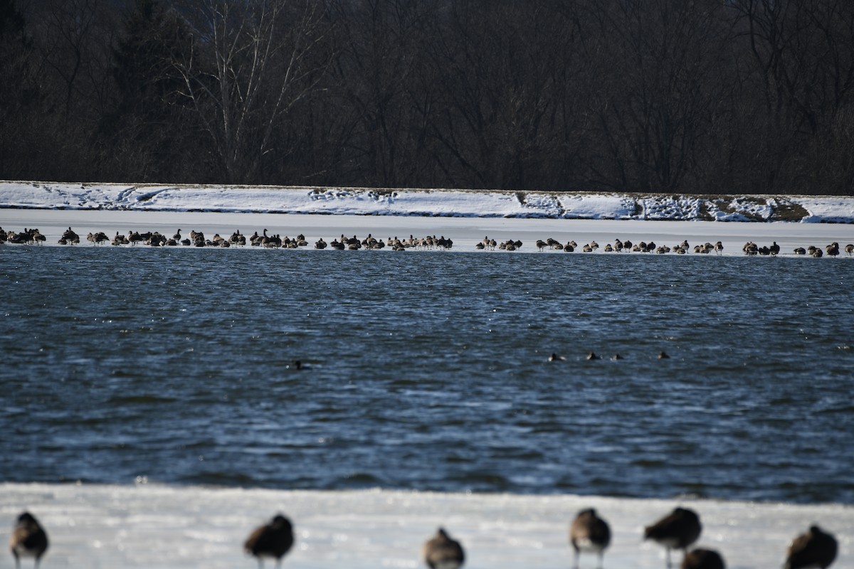 Canada Goose - ML647087620