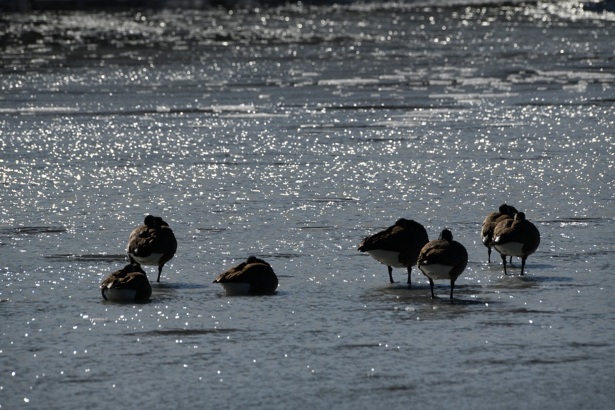 Canada Goose - ML647087622