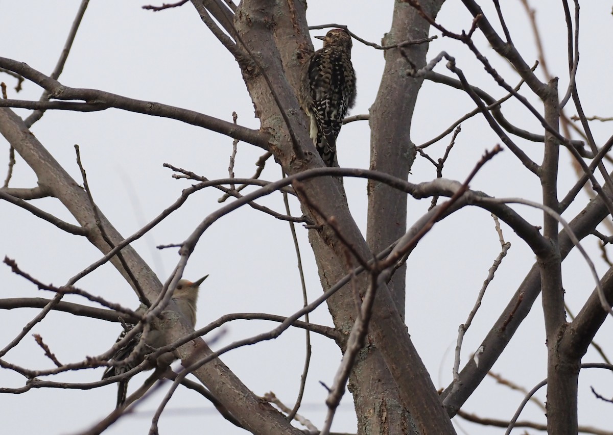 datel karolínský - ML647087629