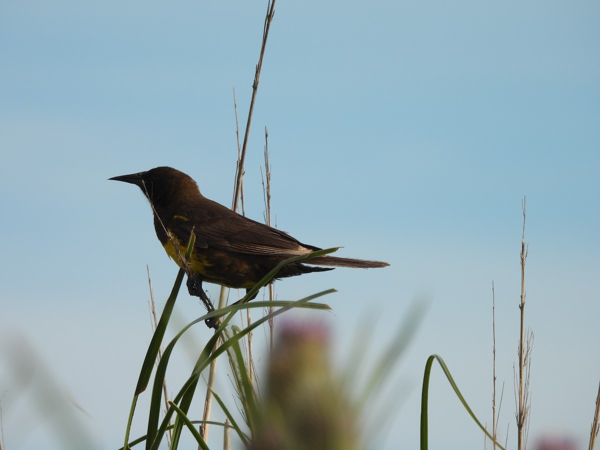 Brown-and-yellow Marshbird - ML647087631