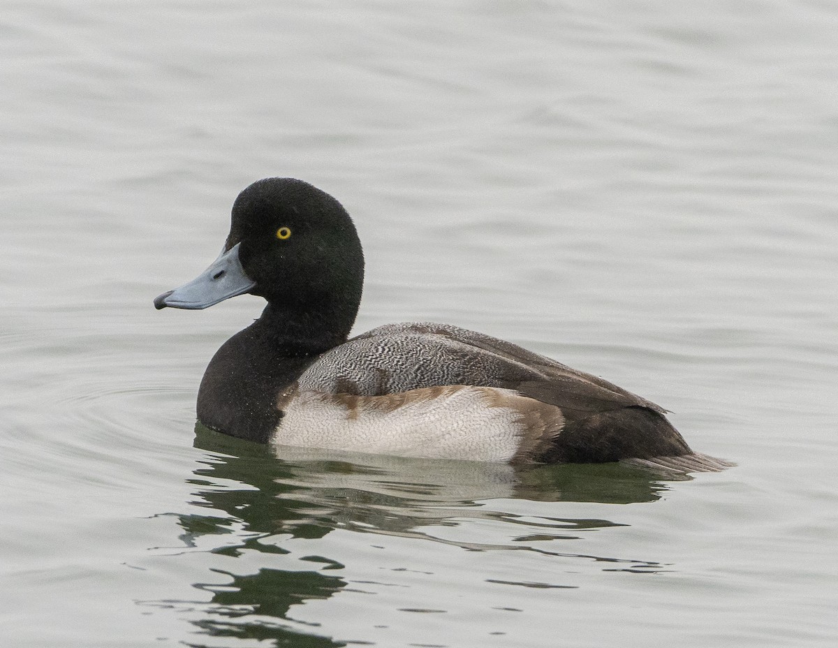 Porrón Bastardo - ML647087637