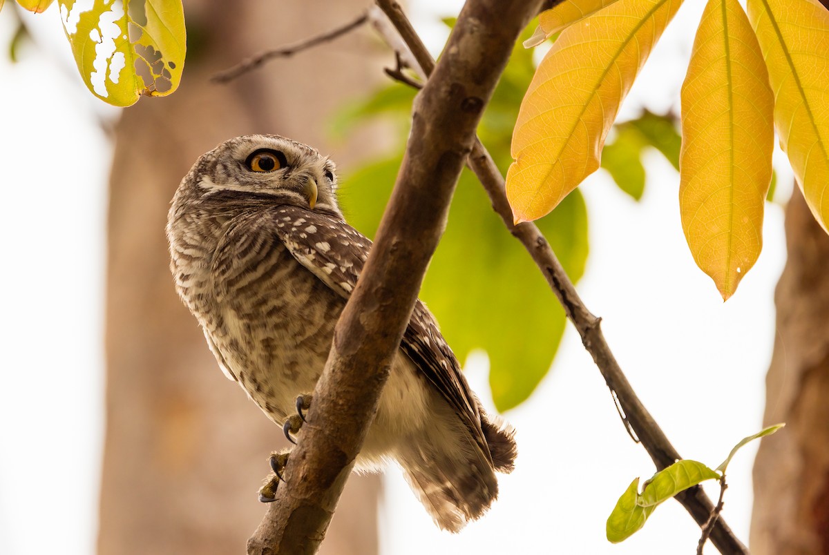 Сич брамінський - ML647087638