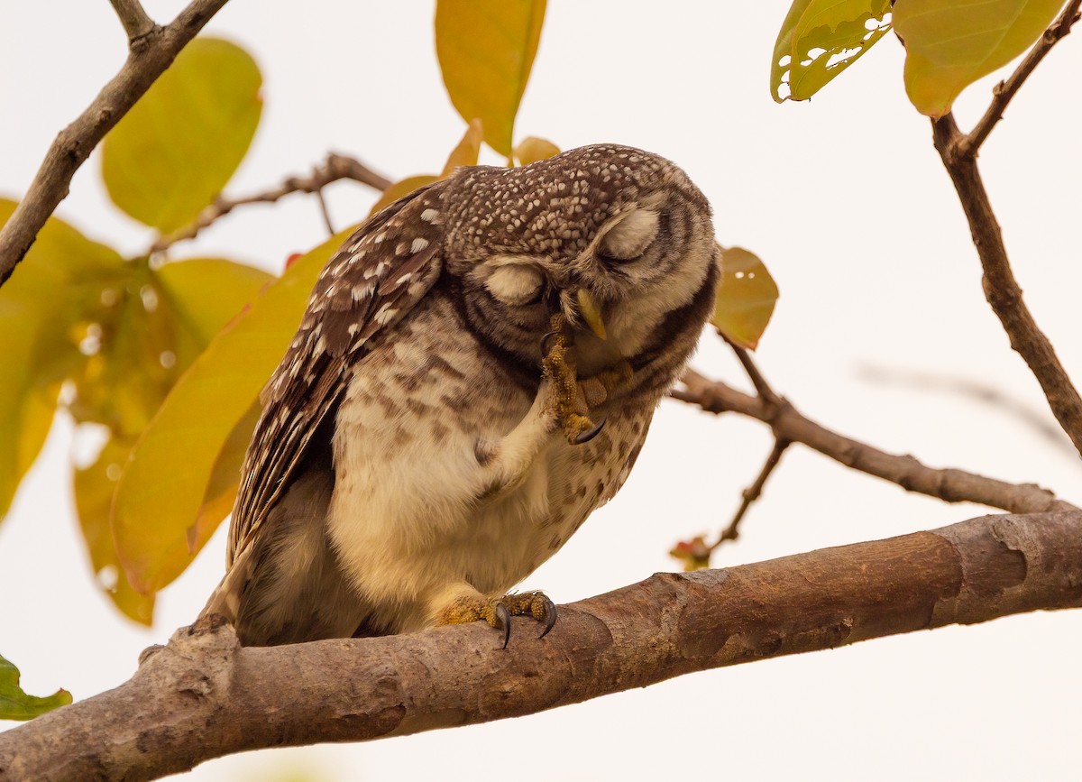 Сич брамінський - ML647087639