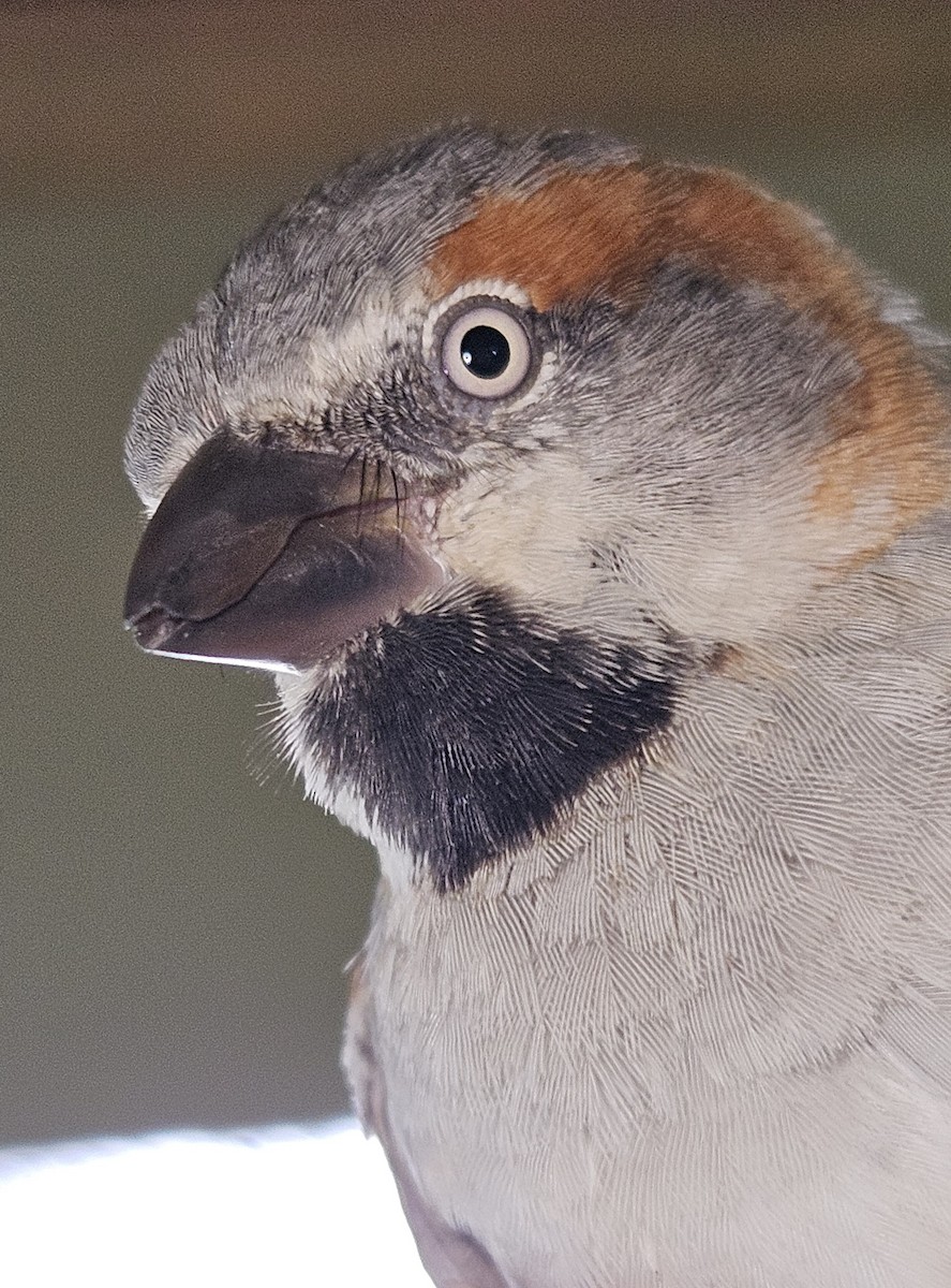 Kenya Rufous Sparrow - ML647087642