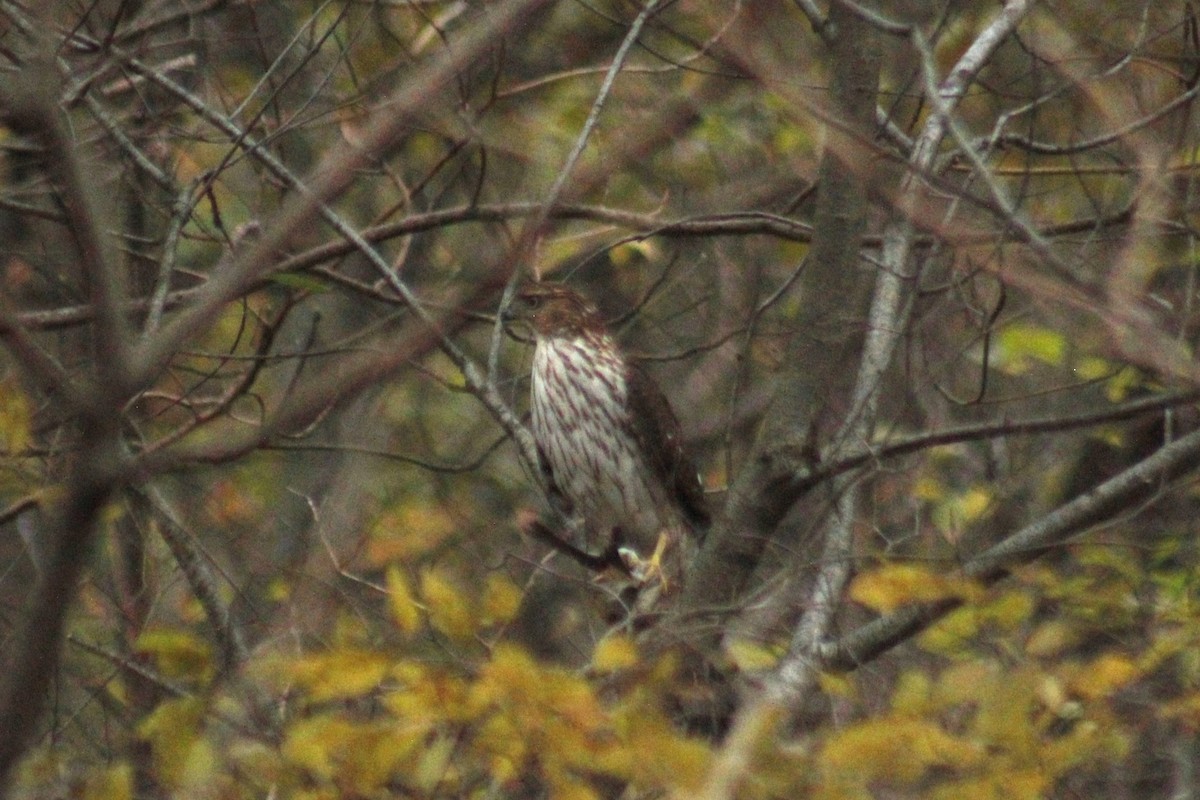 Cooper's Hawk - ML647087644