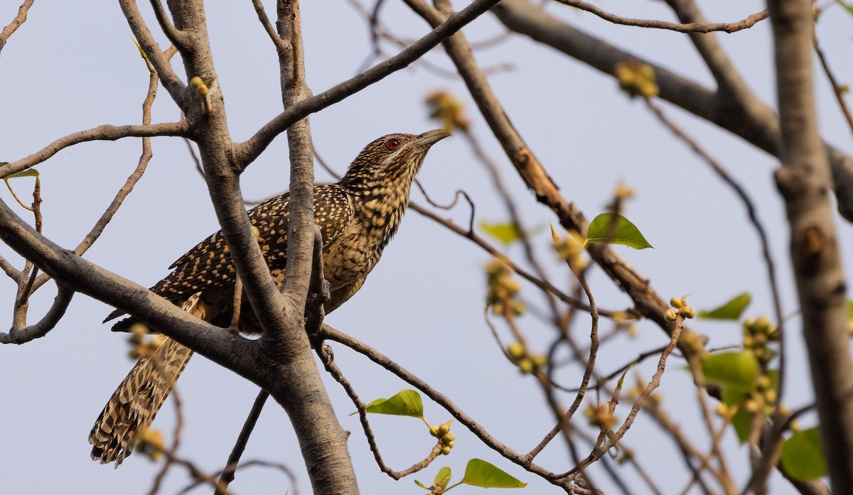 Asian Koel - ML647087658