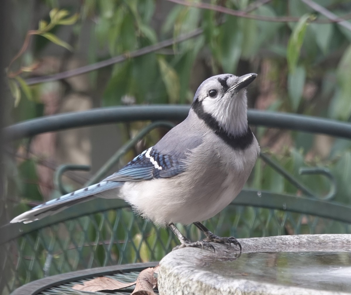 Blue Jay - ML647087665