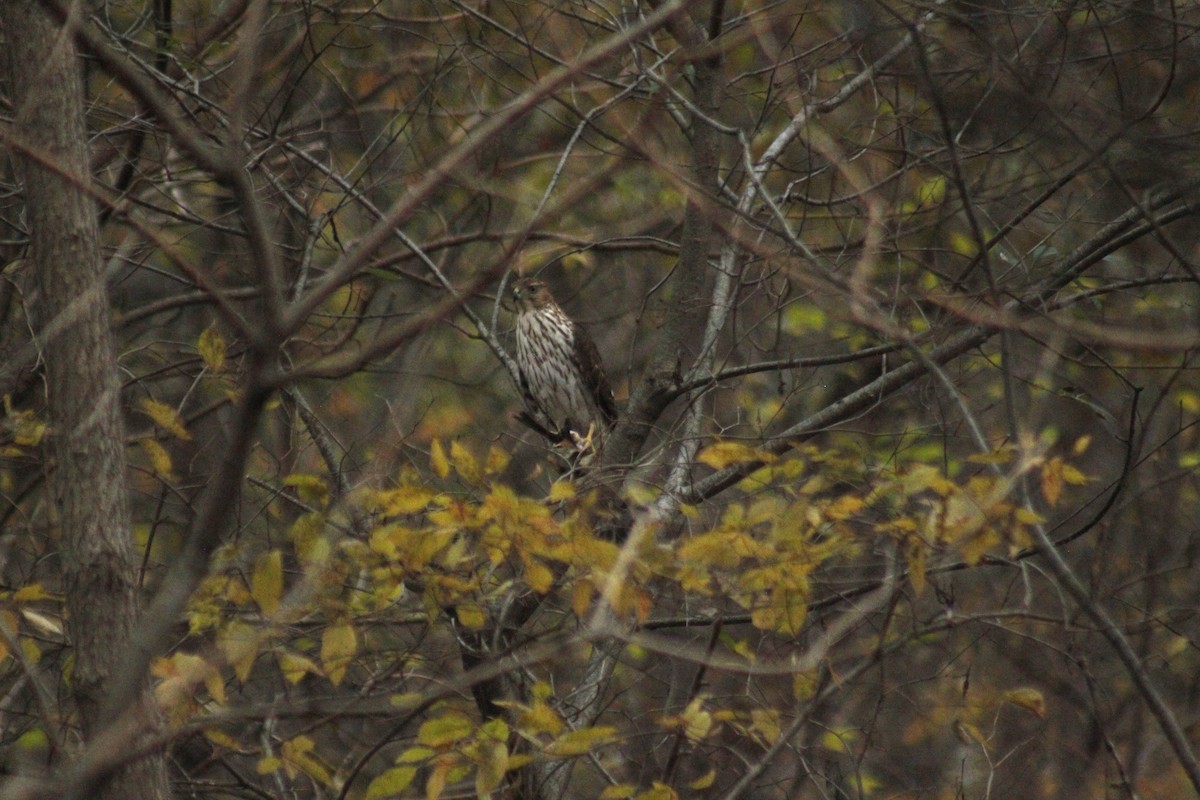 Cooper's Hawk - ML647087672