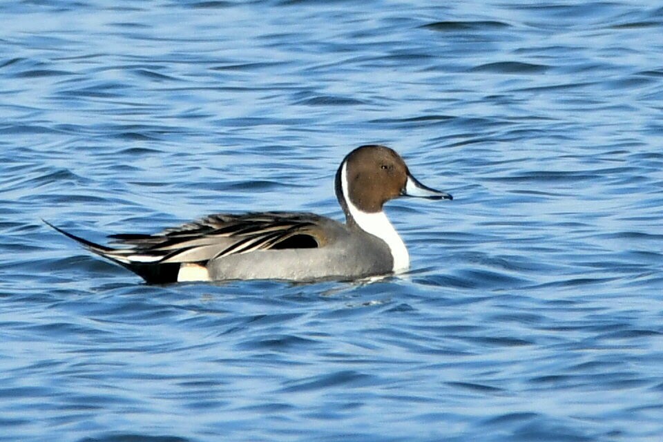 Northern Pintail - ML647087678