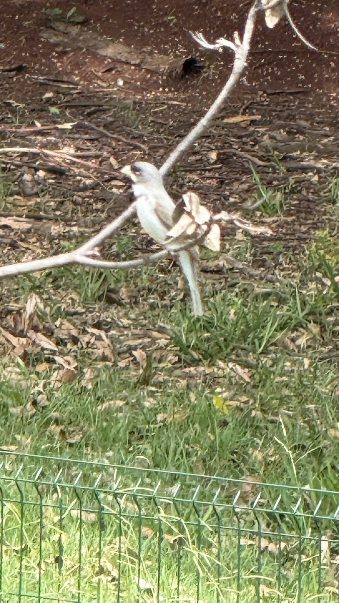 Расписной просяночник - ML647087681