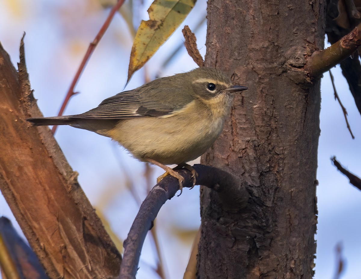 Mavi Sırtlı Ötleğen - ML647087683