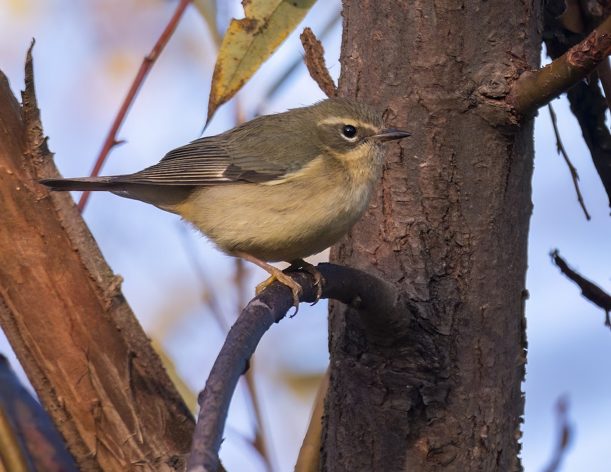 Mavi Sırtlı Ötleğen - ML647087684