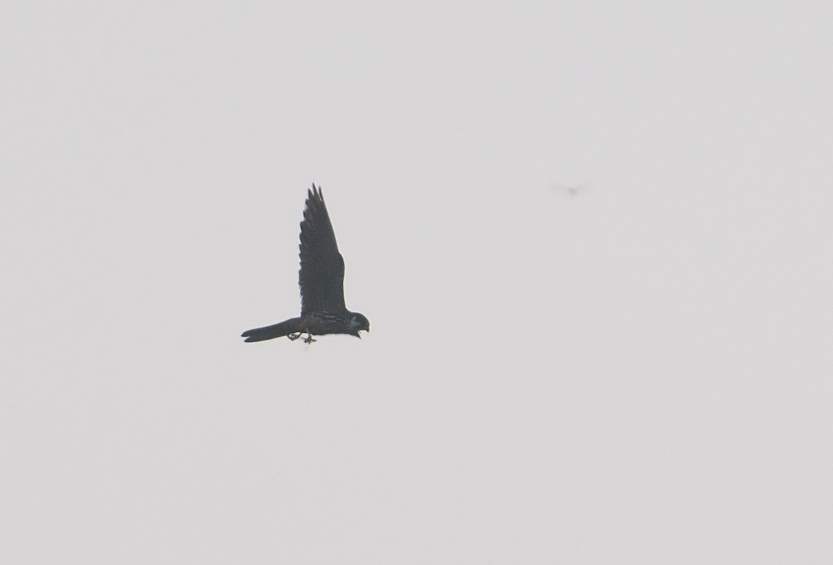 Eurasian Hobby - ML647087692