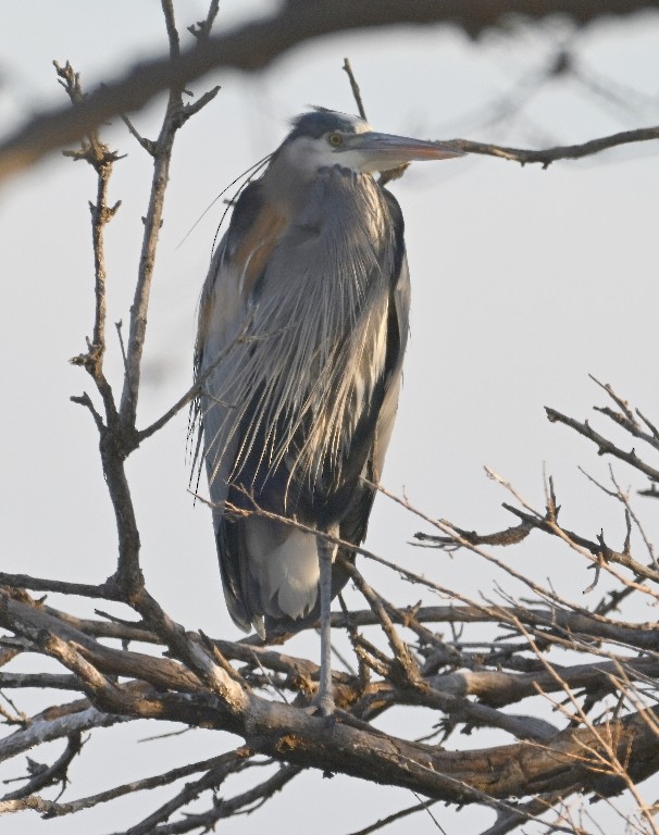 Great Blue Heron - ML647087699