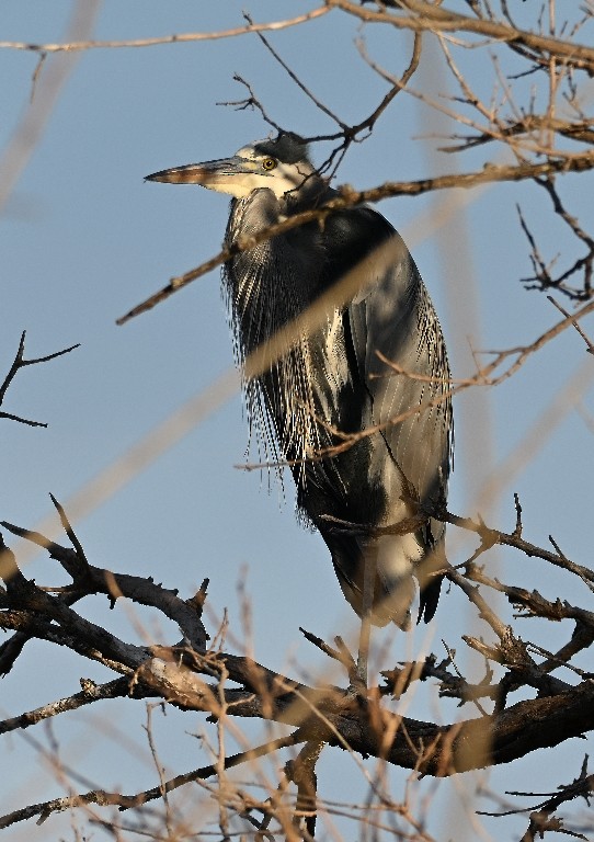 Great Blue Heron - ML647087700