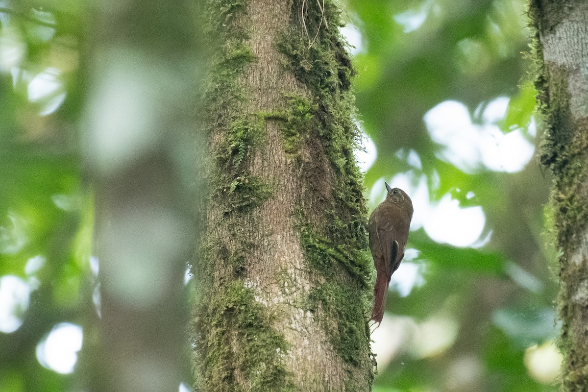 Wedge-billed Woodcreeper - ML647087705