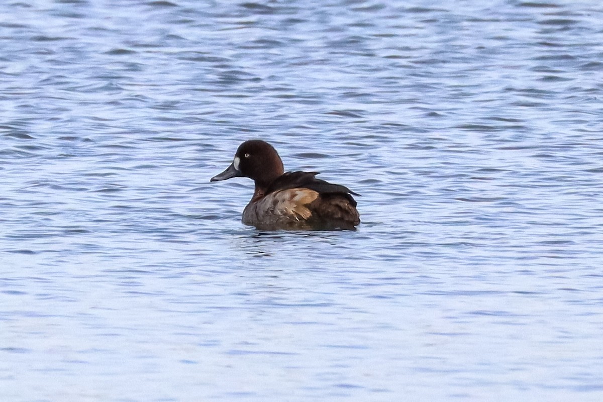 Porrón Bastardo - ML647087708