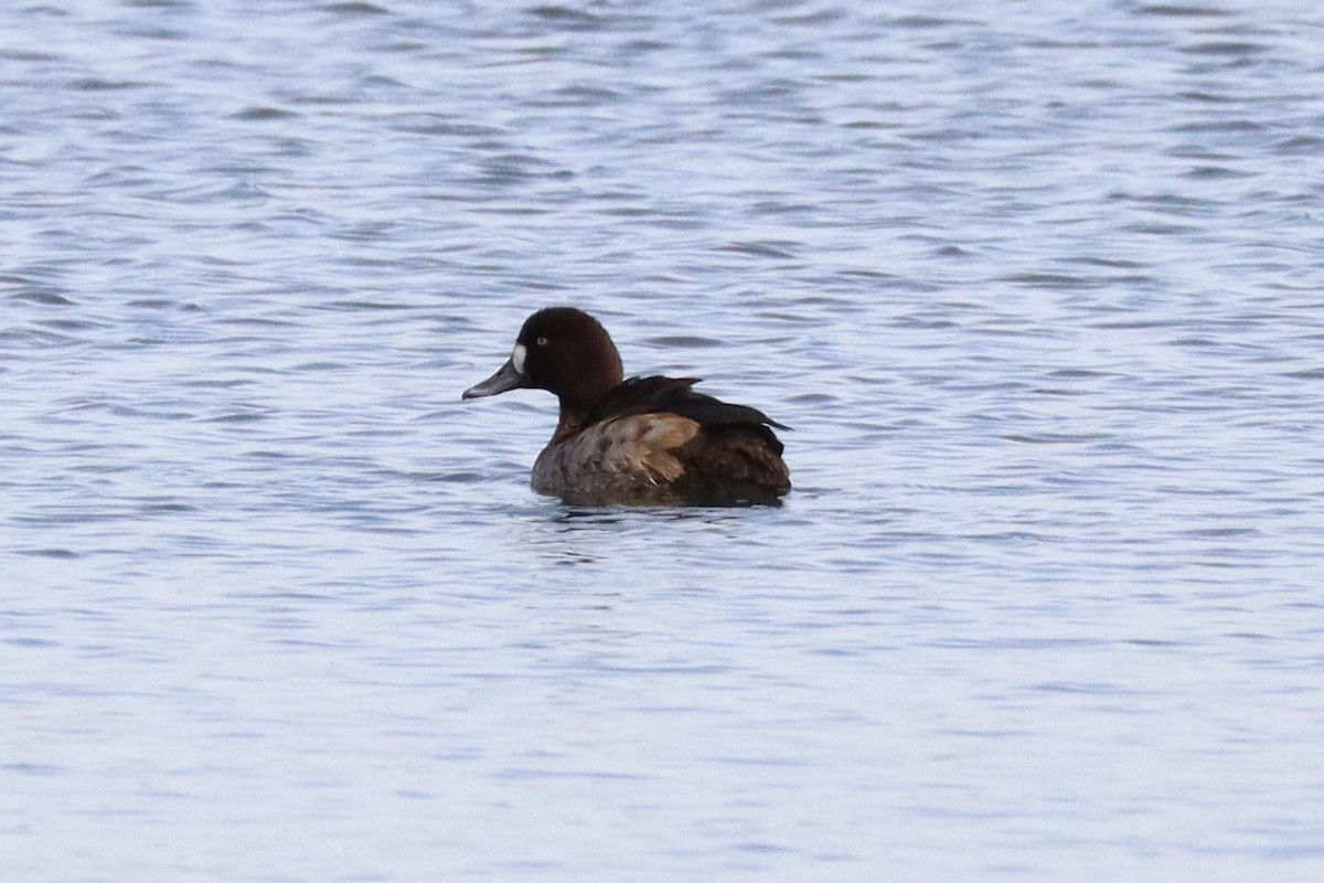 Porrón Bastardo - ML647087710