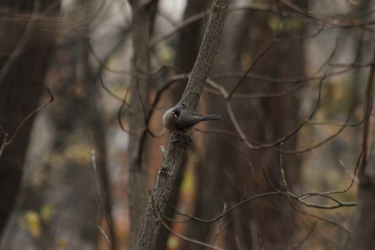 Tufted Titmouse - ML647087716