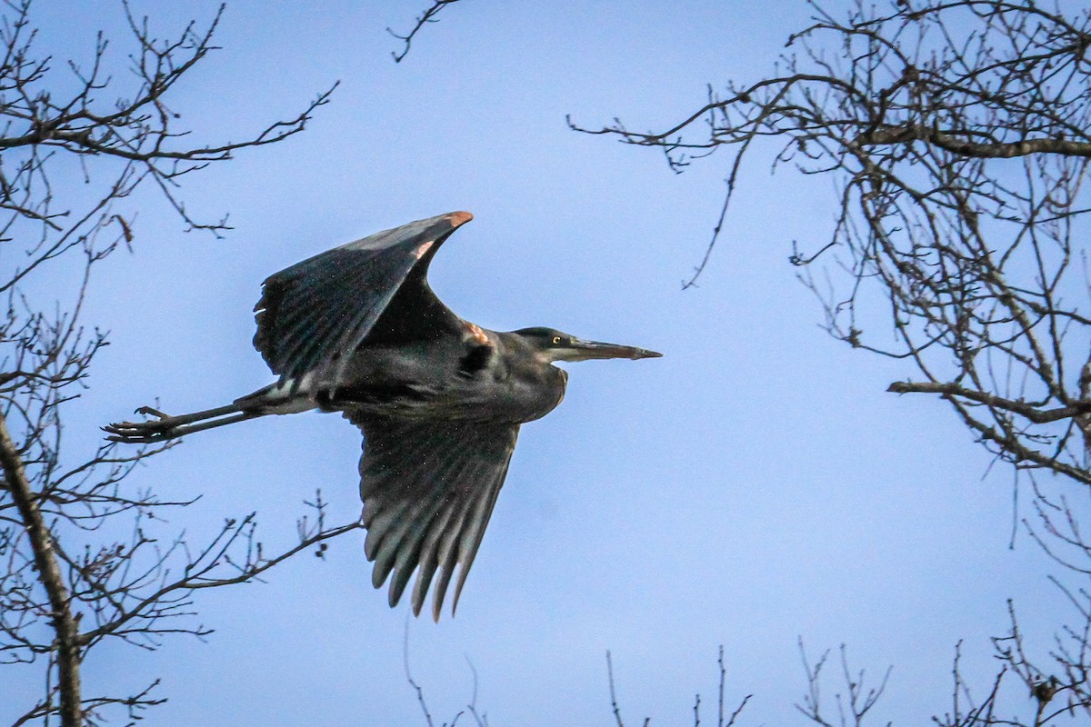 Great Blue Heron - ML647087727