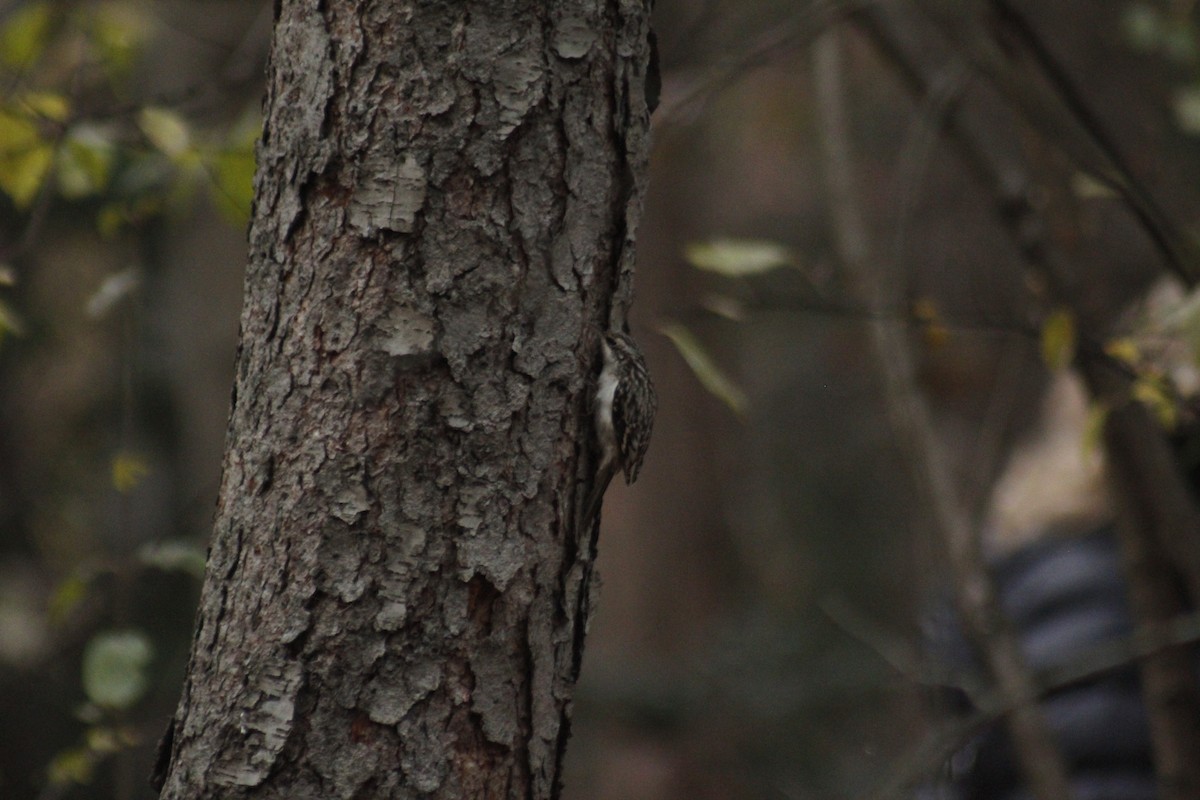 Brown Creeper - ML647087730