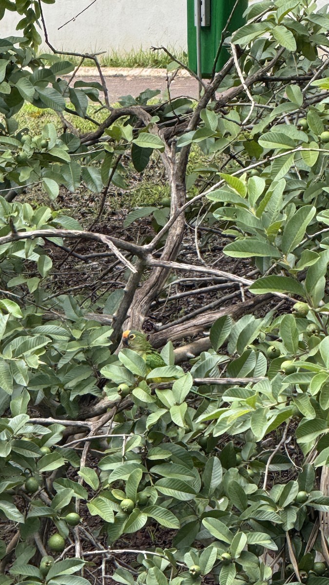 Peach-fronted Parakeet - ML647087733