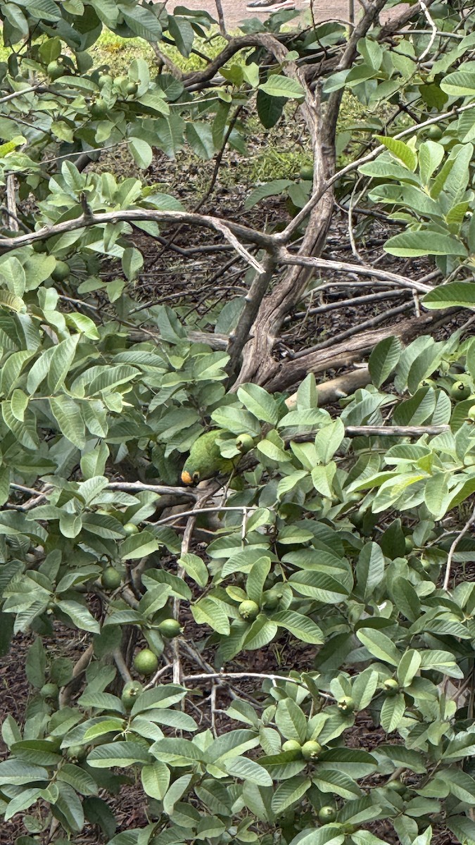 Peach-fronted Parakeet - ML647087734