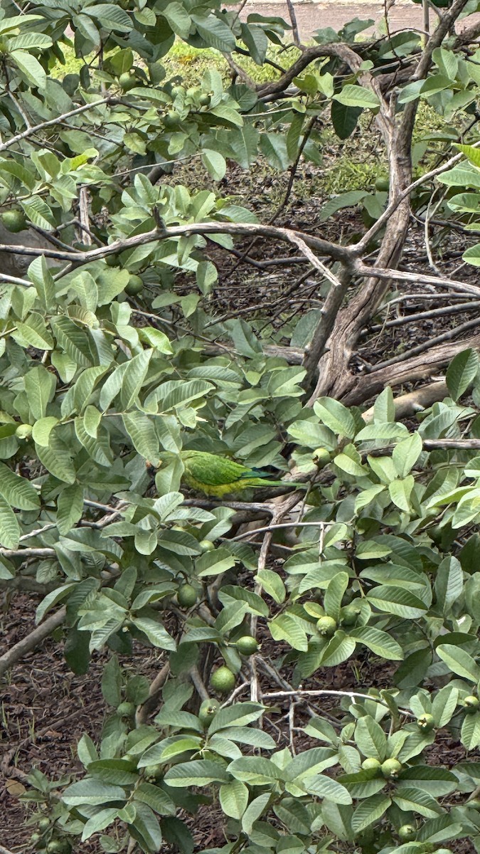 Peach-fronted Parakeet - ML647087735