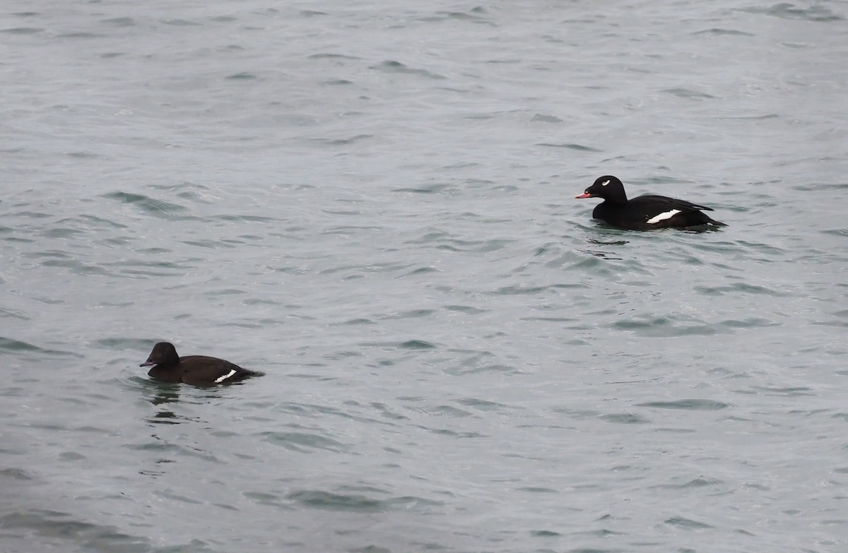 turpan kanadský - ML647087736