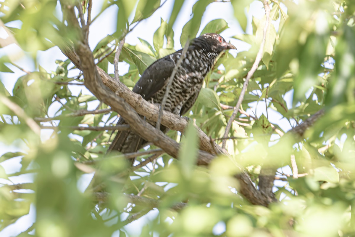 Asian Koel - ML647087743