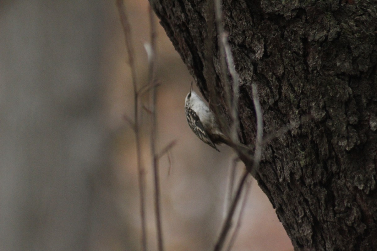 Brown Creeper - ML647087744