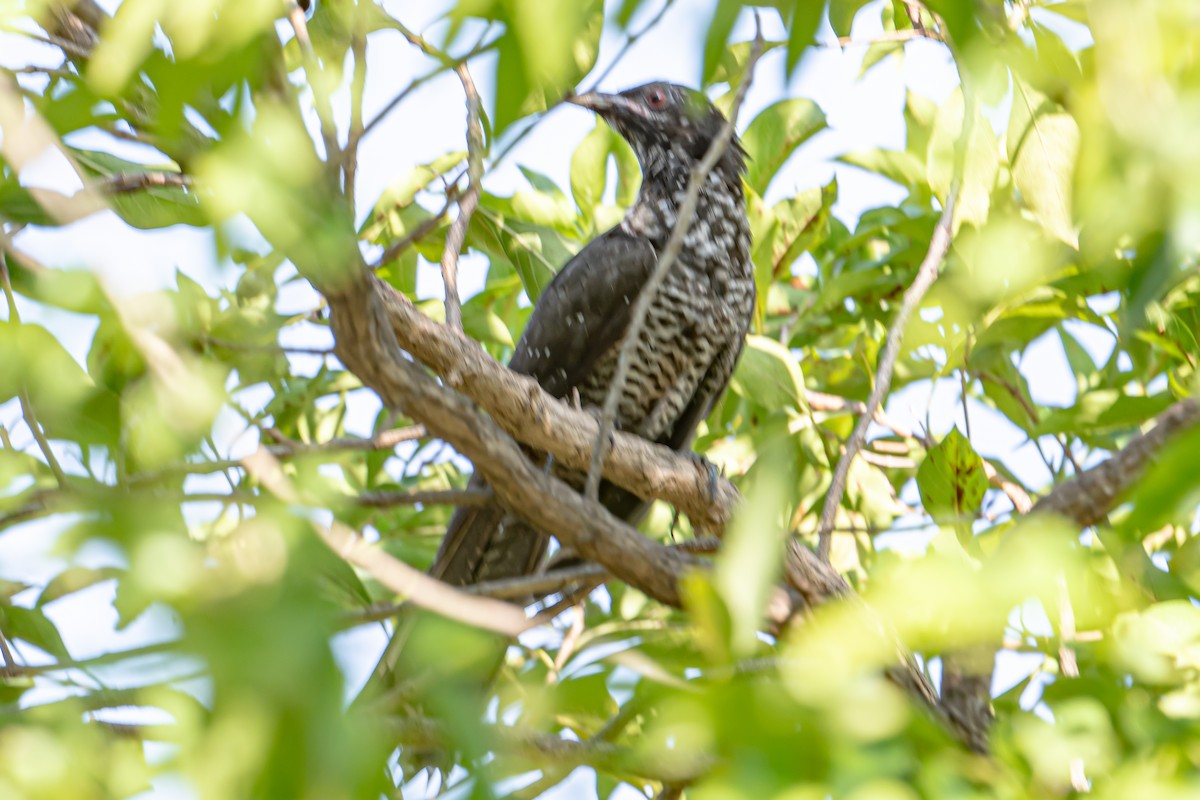 Asian Koel - ML647087747