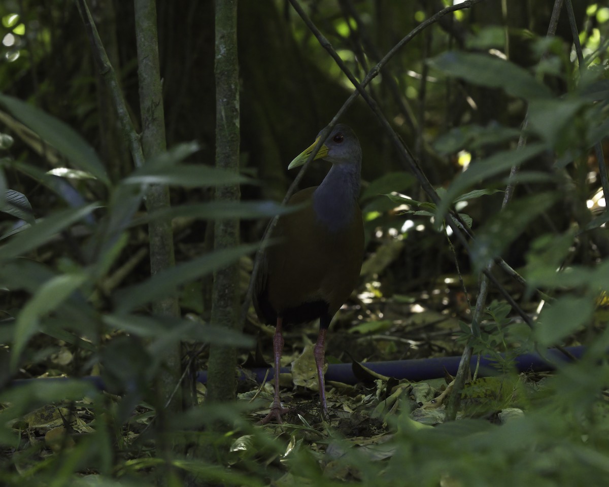 Rotnackenralle - ML647087766