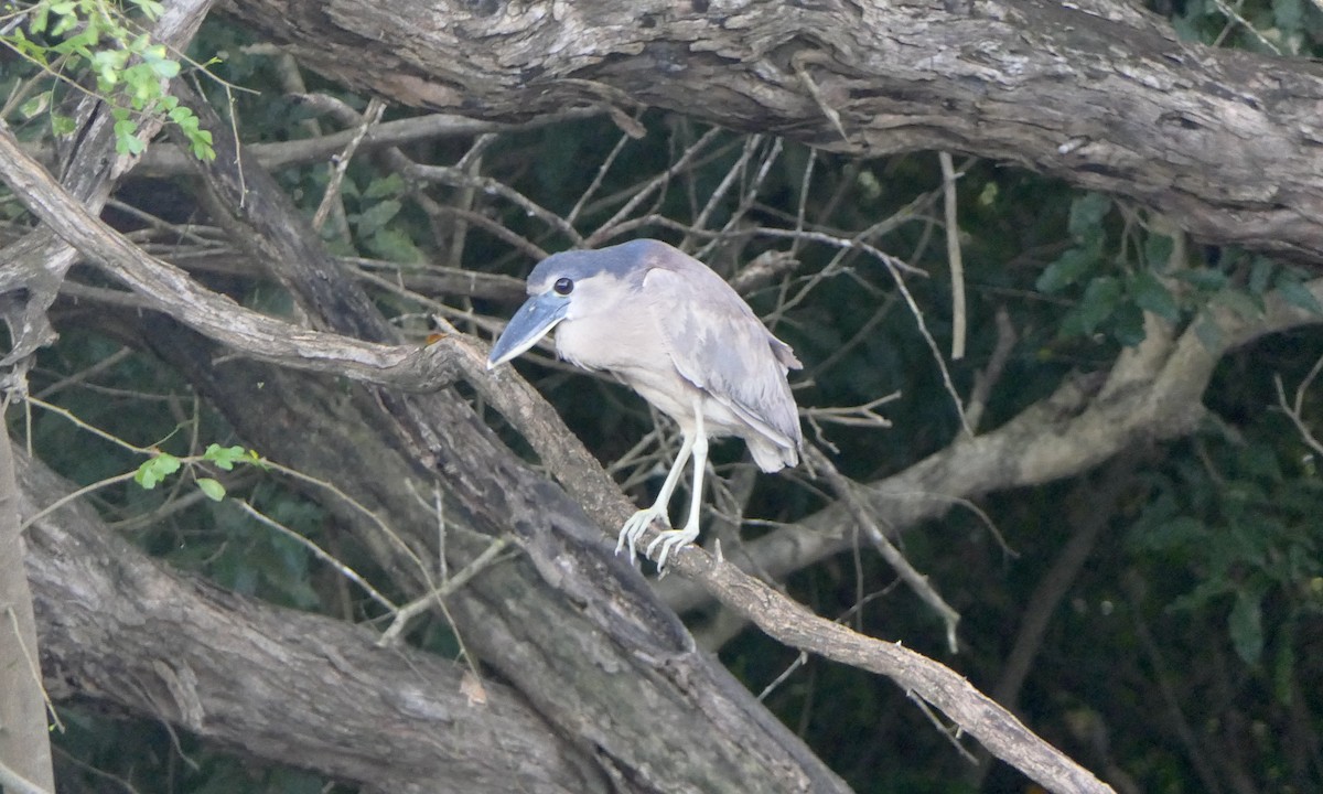Boat-billed Heron - ML647087768