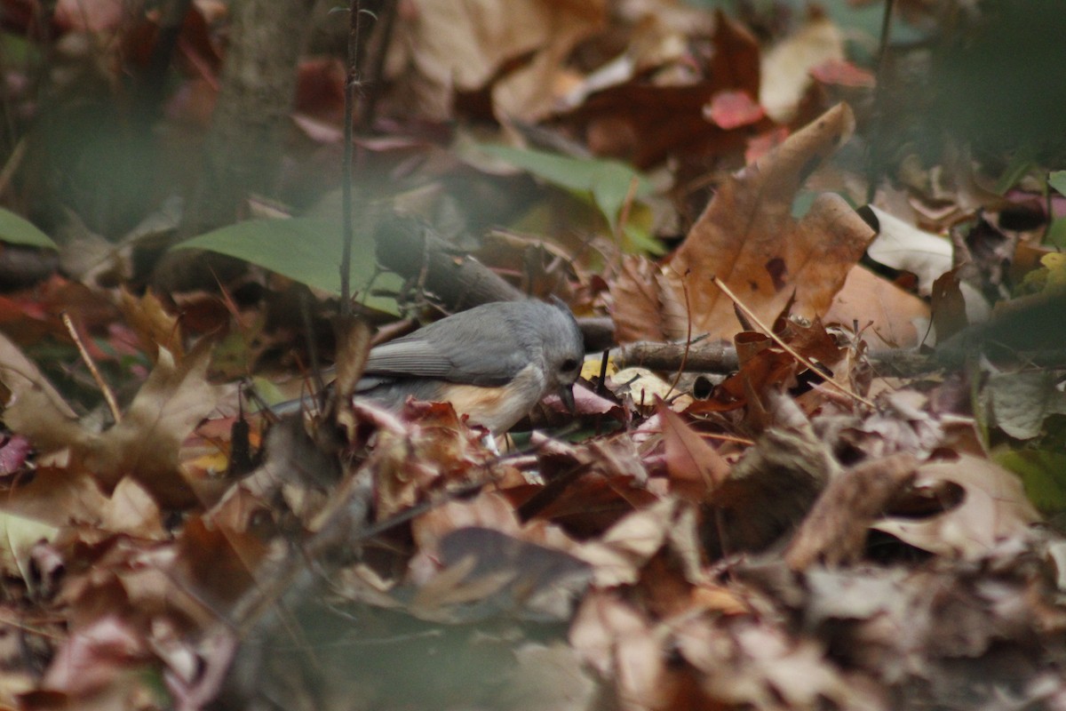 Tufted Titmouse - ML647087770