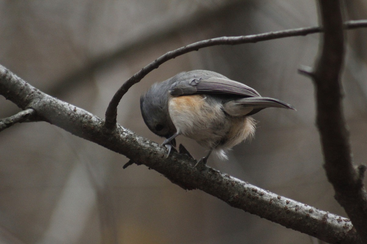 Tufted Titmouse - ML647087773