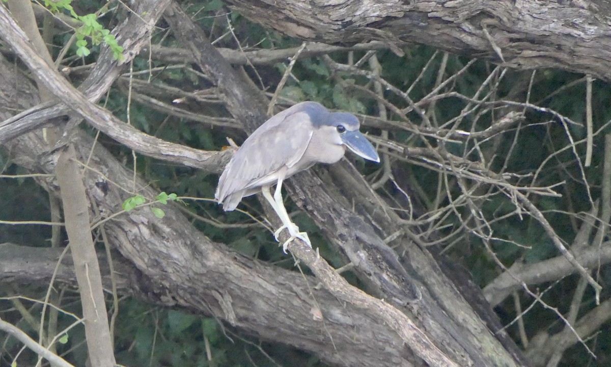 Boat-billed Heron - ML647087774