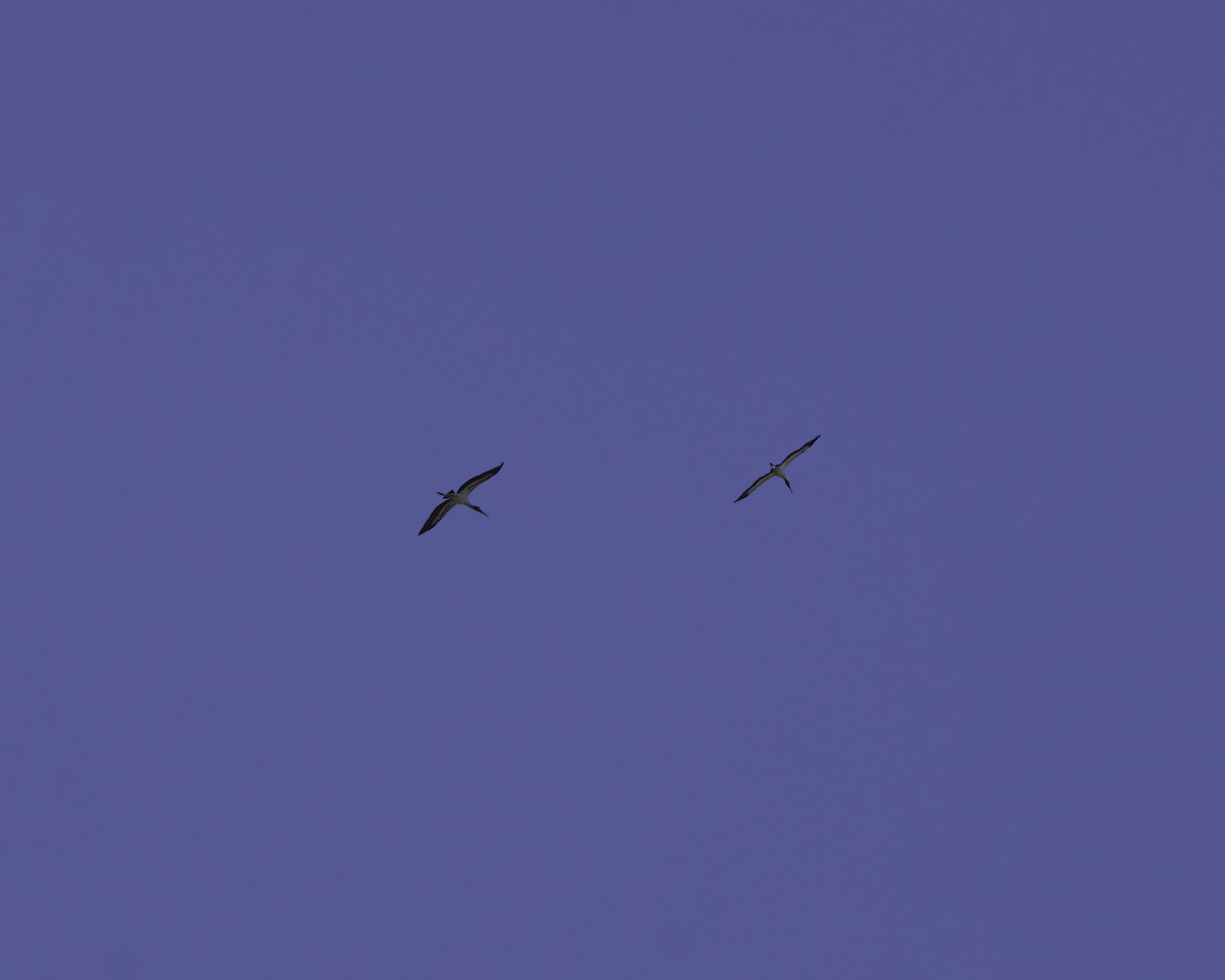 Waldstorch - ML647087775